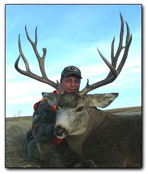 Mule Deer
