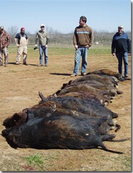 Wild Hog Hunt